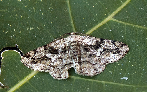 Peribatodes umbraria